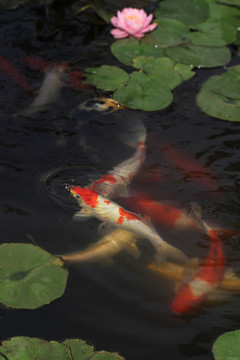 金魚滿堂