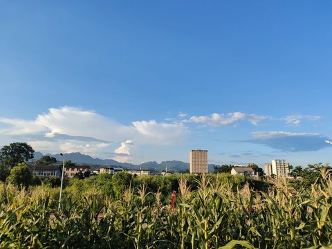 玉米地