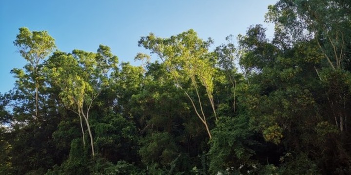 陽光透過樹林