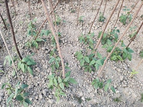 豆角種植