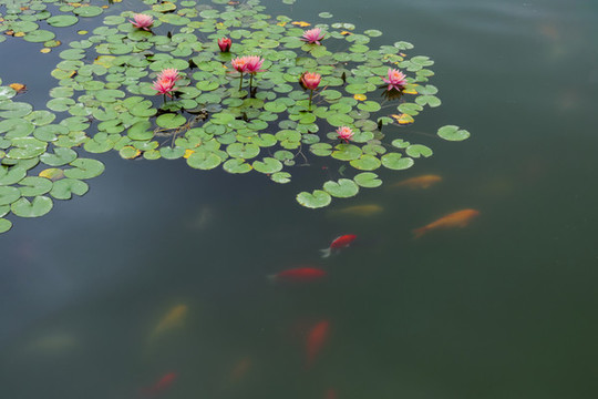 睡蓮錦鯉