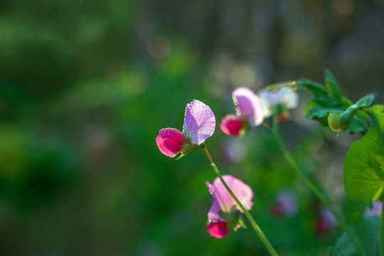 豆莢花