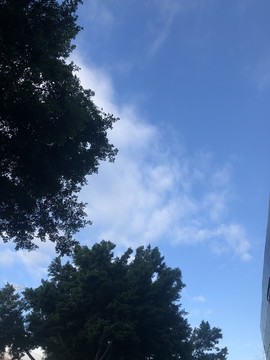 自然風(fēng)景天空樹木藍(lán)天白云