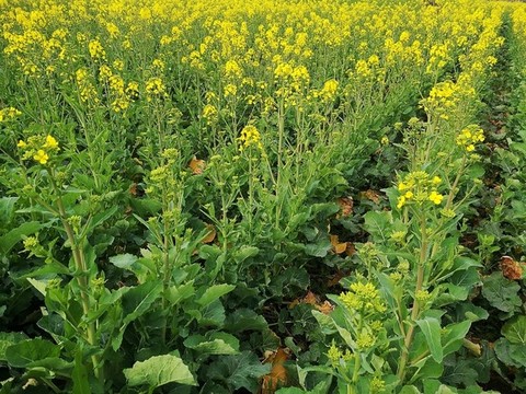 油菜開花