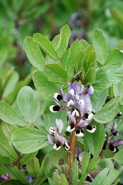 胡豆開花