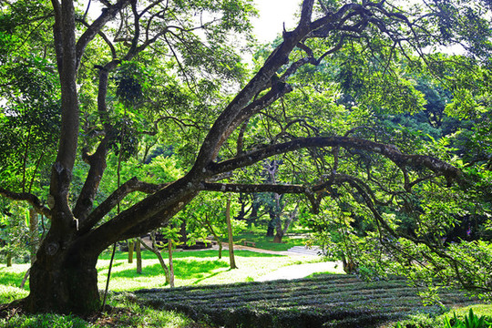 柏塘古欖園