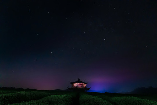 茶園夜色