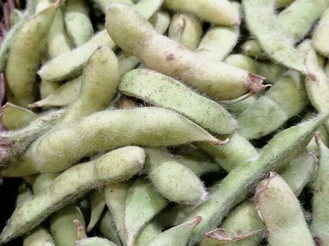 毛豆