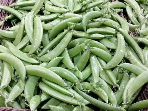 菜豆