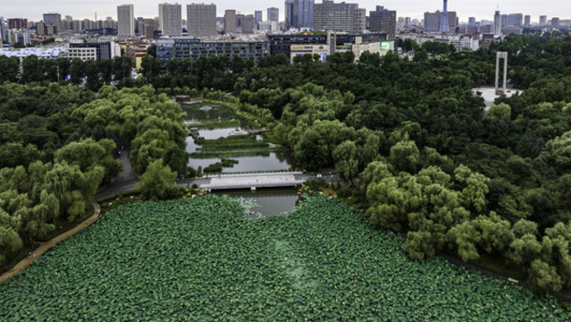 荷花盛開的長春南湖公園景觀