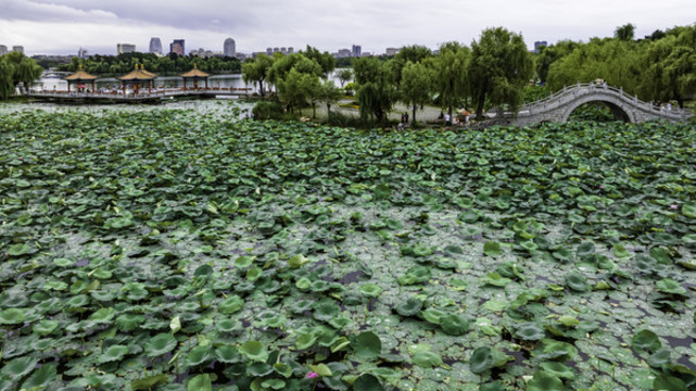 荷花盛開的長春南湖公園景觀
