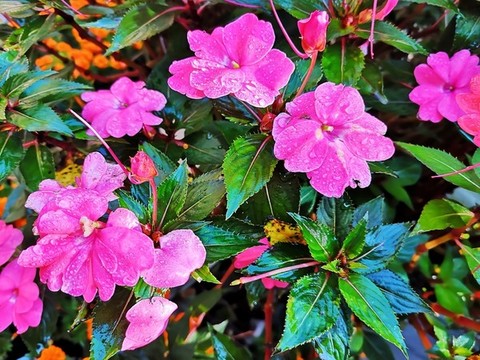 新幾內(nèi)亞鳳仙花