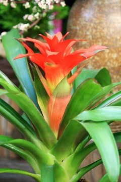 水塔花