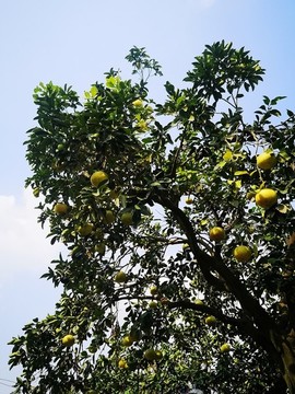 柚子樹