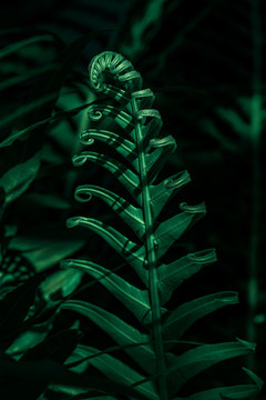 微距植物