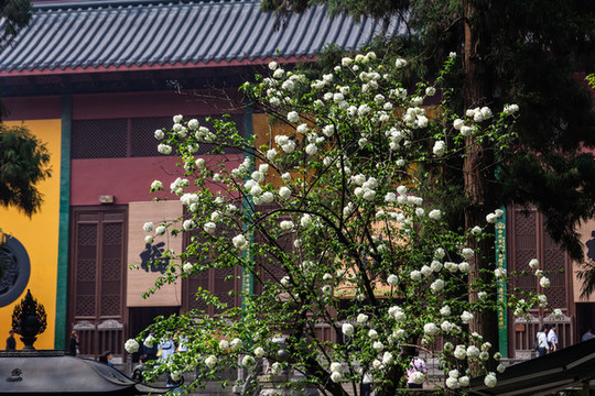 杭州靈隱寺