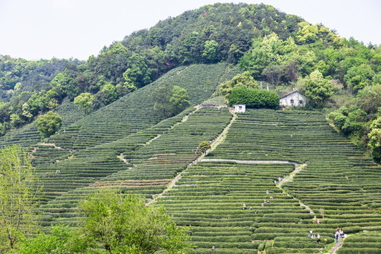 杭州龍井茶園