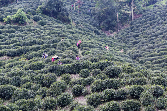 杭州龍井茶園