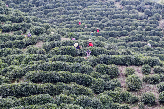 杭州龍井茶園