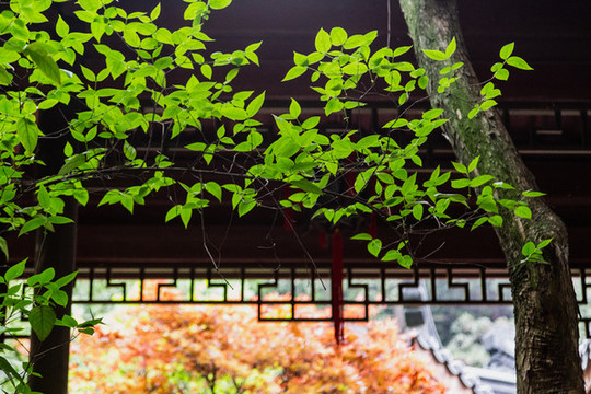 中國茶葉博物館