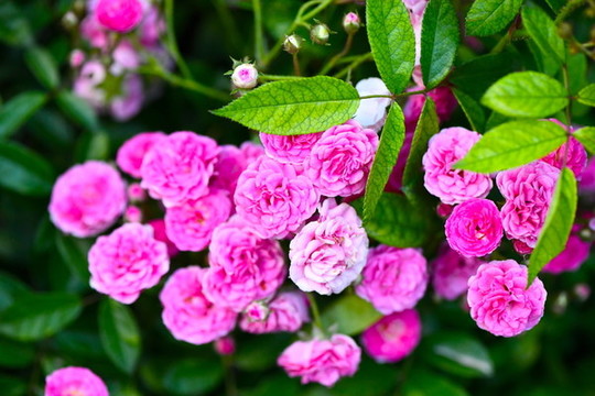玫瑰花