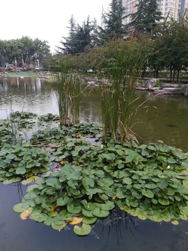睡蓮