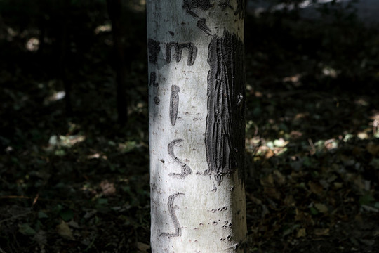 樹木刻痕