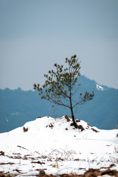雪景