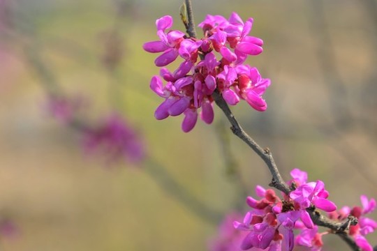 紫荊樹(shù)開(kāi)花