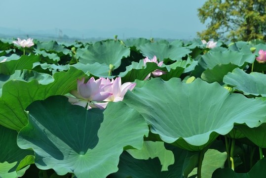 荷花