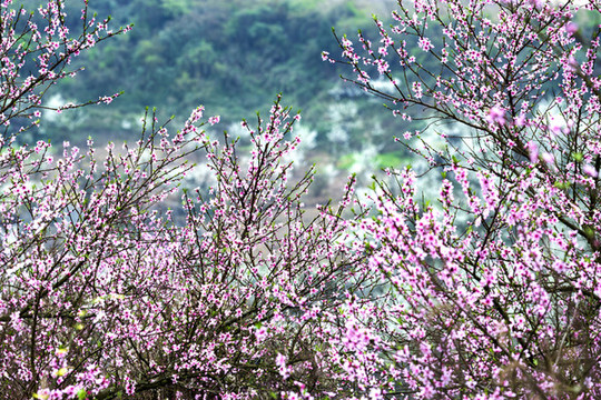 三月桃花開(kāi)