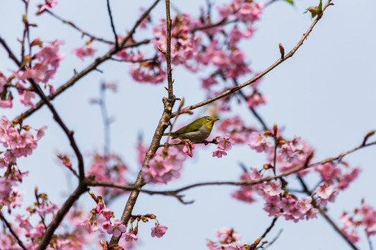 花港觀魚(yú)公園繡眼鳥(niǎo)