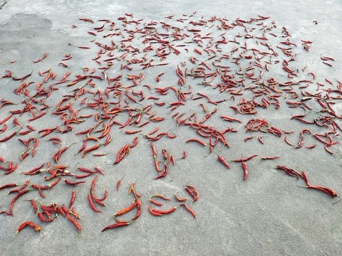 辣椒