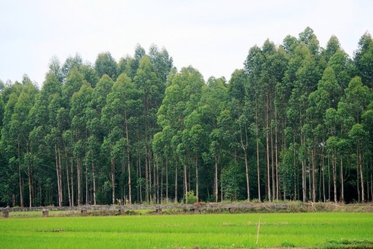 田園綠樹(shù)
