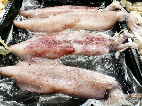 新鮮魷魚