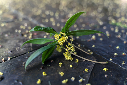 盛開的桂花