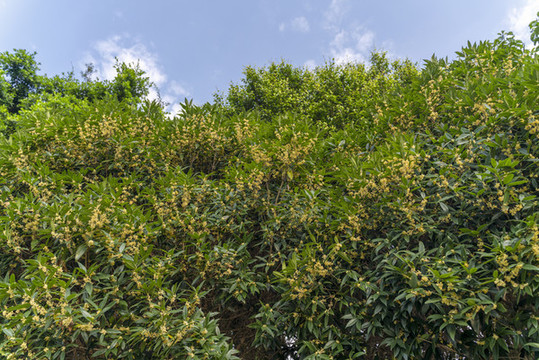 盛開(kāi)的桂花