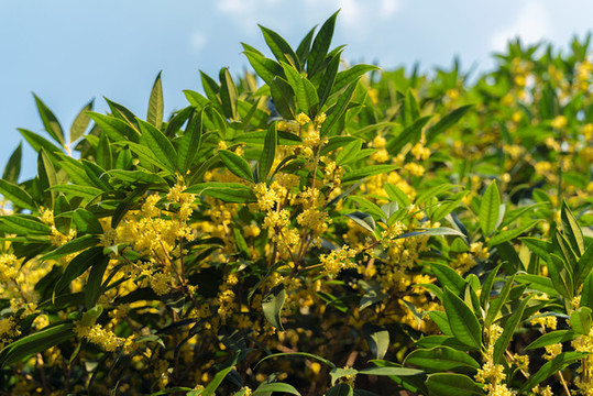 盛開(kāi)的桂花