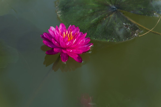 睡蓮