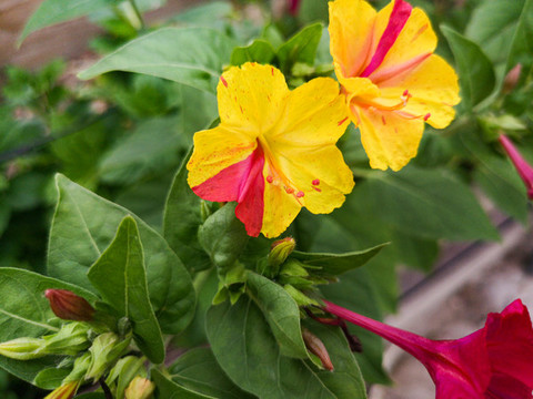 胭脂花夜飯花