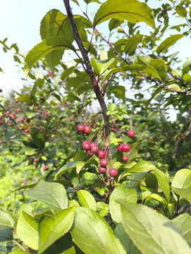 枝頭紅果