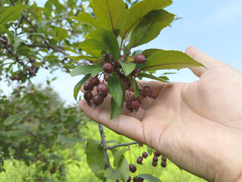 枝頭拍攝紅果
