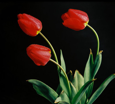 大紅郁金香花