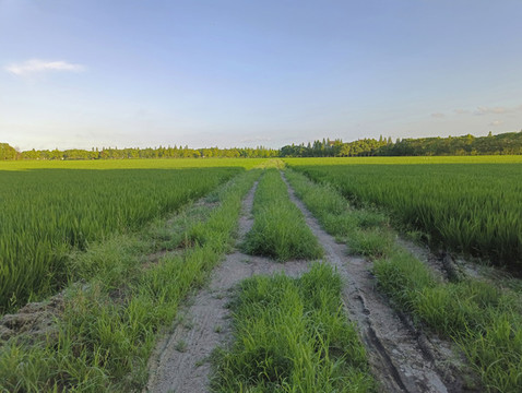 田野泥濘土路
