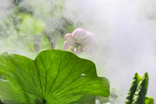 蓮花荷花荷塘花瓣雨中清廉煙