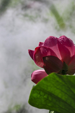 蓮花荷花荷塘花瓣雨中清廉煙