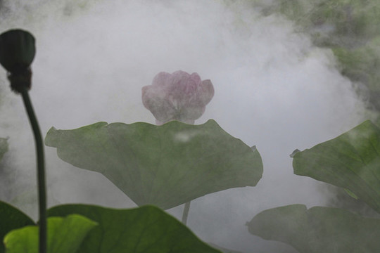 蓮花荷花荷塘花瓣雨中亭立清廉