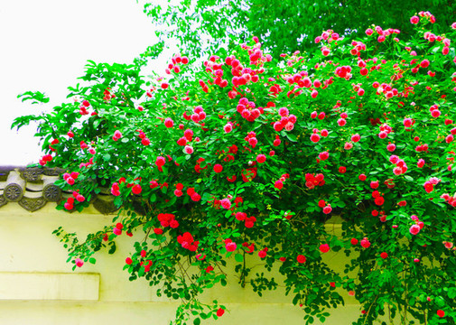 薔薇花開(kāi)
