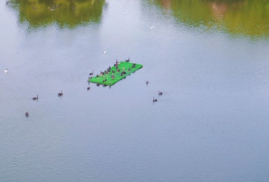 湖中央的鳥