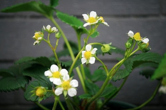 草莓開(kāi)花